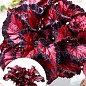 Бегония королевская REX "Inca Night" 20-30см
