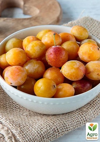 Алыча "Байрон Голд" (осенний сорт, поздний срок созревания) - фото 4