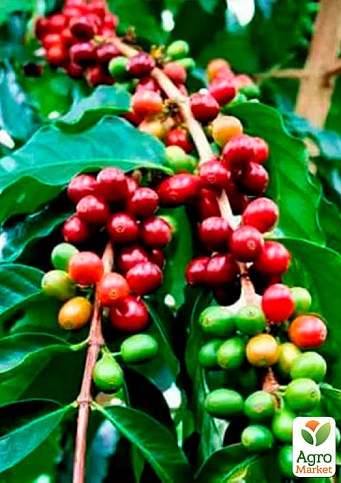 Кофе "Арабика" рост 10-15 см - фото 2