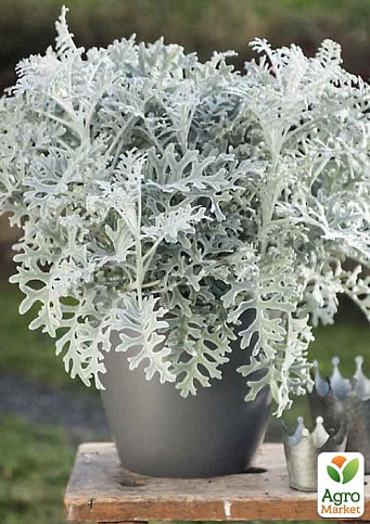 LMTD Сенеціо (хрестовник) "Maritima" висота рослини 10-15см