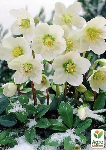 Морозник "Helleborus Niger" дм 12 см выс. 18 см