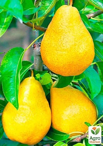 Груша "Абат Фетель" (зимовий сорт, пізній термін дозрівання) - фото 2