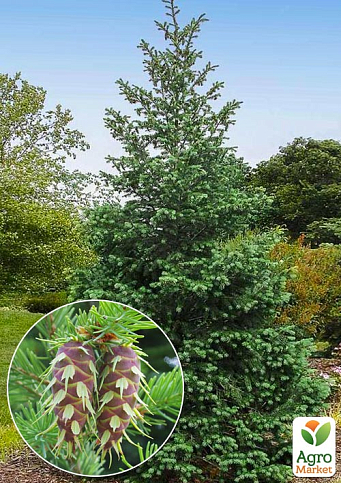 Псевдотсуга Мензиса (Pseudotsuga) С1,5 высота 40-60 см