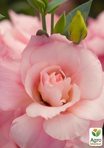 Эустома махровая "Mariachi Pink"