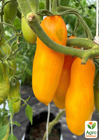 Томат "Siberian Banana" ТМ "Vesna Select" 20шт - фото 3