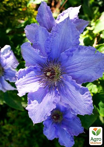 Клематис "Blue Angel"
