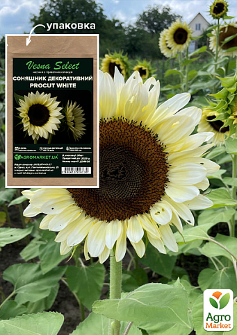 Соняшник декоративний "Procut White" ТМ "Vesna Select" 20шт