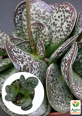 Адромискус Пятнистый  (adromischus maculatus)