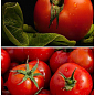 На развес Томат "Сверхранний" ТМ "Весна" цена за 2г цена