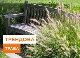 Вирощування пеннісетуму - корисні статті про садівництво від Agro-Market