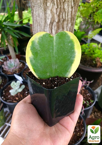 Хойя Керрі "Striped Heart" - фото 2