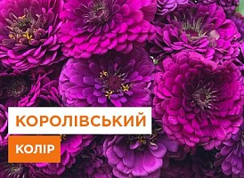 ТОП 9 садових рослин з фіолетовими квітами - корисні статті про садівництво від Agro-Market