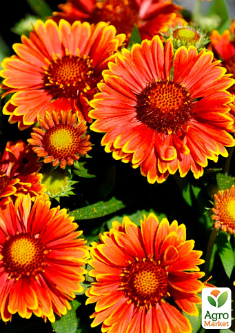 Гайлардия многолетняя крупноцетковая Spintop "Yellow Touch" (вазон Р9)