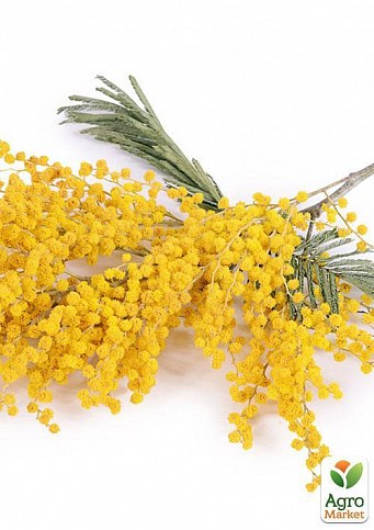 Мимоза золотая "Золотава" ТМ "Vesna Exclusive" 10шт - фото 5