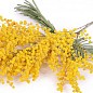 Мимоза золотая "Золотава" ТМ "Vesna Exclusive" 10шт