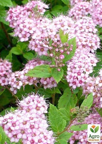 Квітучий кущ "Spiraea Japonica Froebelii/Спирея японська Фробелі"