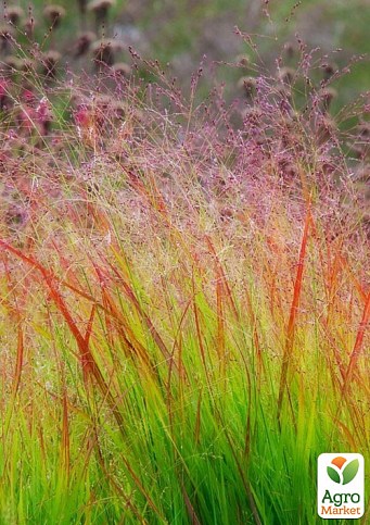 Паникум Розовый  "Rotstrahlbusch"  - фото 2