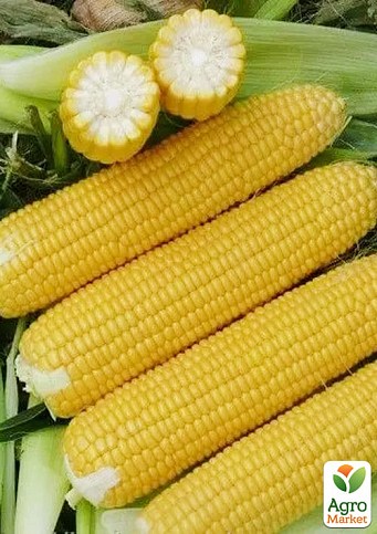 Кукурудза "Уокер F1" ТМ "Lark Seeds" 2500шт