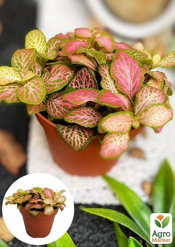 Фіттонія Френкі (Fittonia Frankie)