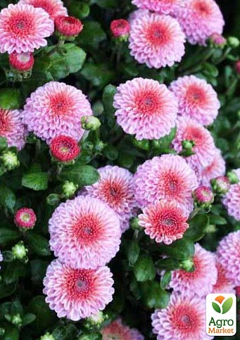 Хризантема Садовая "Pink Button" (горшок ф12 высота 20-30см) - фото 3