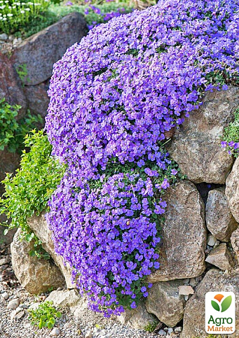 Обрієта "Blue Cascade" (контейнер Р9) 