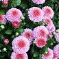 Хризантема Садовая "Pink Button" (горшок ф12 высота 20-30см) цена