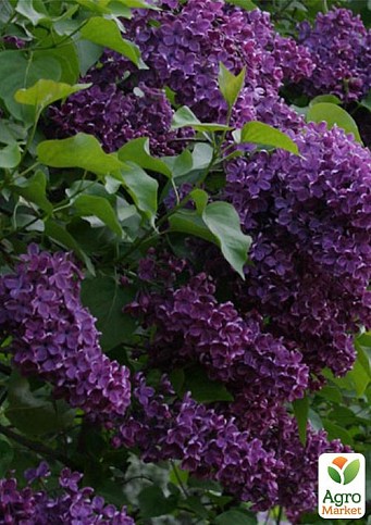Сирень "Сумерки"
