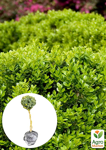 Самшит вечнозеленый формированный шар на переплетенном штамбе