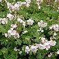 Герань ( Geranium ) многолетняя cantabrigiense "Biokovo"