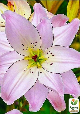 Лилия "Spring Pink" 1шт в упаковке