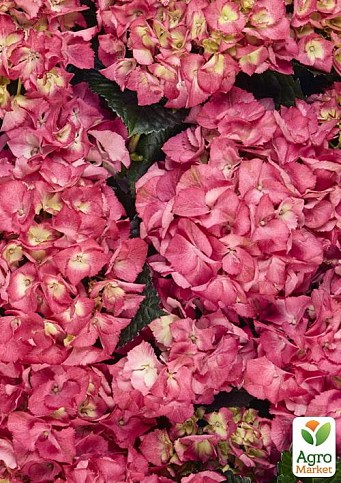 Гортензия крупнолистная курчавая "Balandia hot pink"