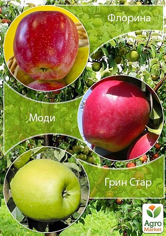 Дерево-сад Яблоня "Флорина+Моди+Грин Стар" 