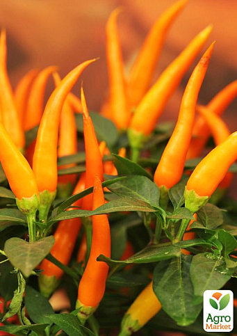 Капсикум острый перец  "Orange Fire"