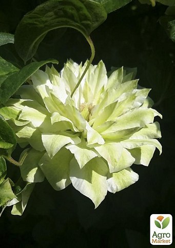 Клематис "Se-No-Kaze" - фото 5