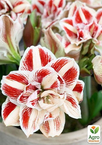 Амариліс (гіппеаструм) махровий у горщику "Bright Nymph"