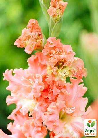 Гладиолус "Frizzled Coral Lace" 3шт - фото 2