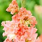 Гладиолус "Frizzled Coral Lace" 3шт купить