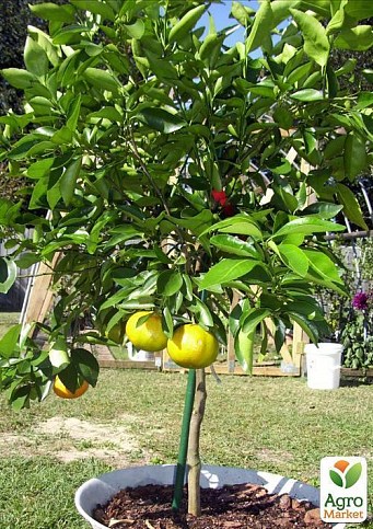 Мандарин "Санберст" - фото 2