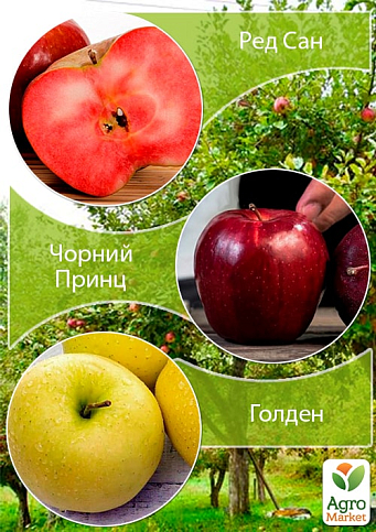 Дерево-сад Яблуня "Ред Сан+Чорний Принц+Голден"
