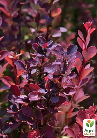 Барбарис Тунберга "Helmond Pillar" (контейнер P9) - фото 3