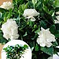 Гарденія жасминоподібна "Fortune" (Gardenia jasminoides)