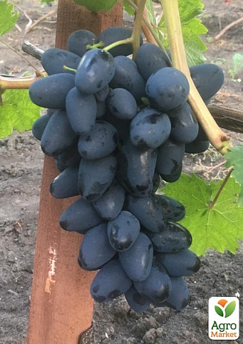 Виноград "Чорний Кристал" (двостатевий, гармонійний смак, хрустка м'якоть) - фото 2