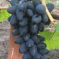 Виноград "Чорний Кристал" (двостатевий, гармонійний смак, хрустка м'якоть) купить