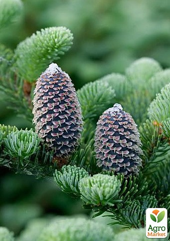 Ялиця Фразера (Abies Fraseri) горщик P9