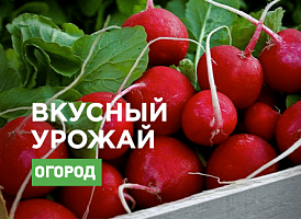 Як виростити редис під плівкою - Agro-Market