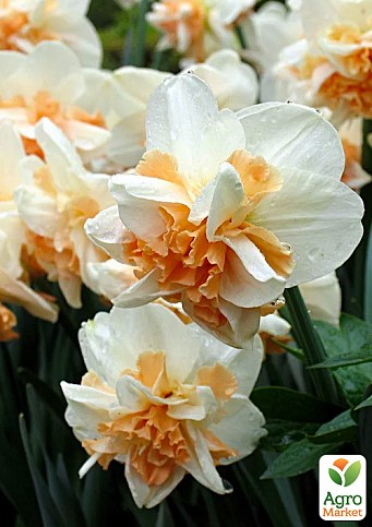 Нарцис "Rosy Cloud" 2шт в упаковці