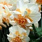 Нарцисс "Rosy Cloud" 2шт в упаковке