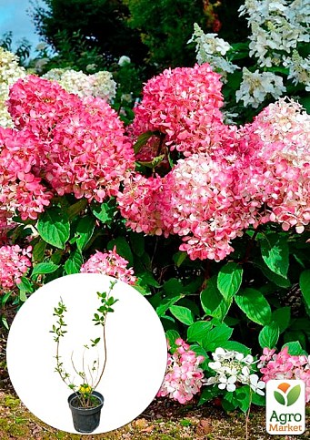 Гортензия 3-х летка метельчатая "Pink Diamond"