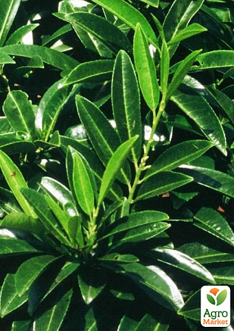 Лавровишня "Gruner Teppich" (вічнозелений низькорослий чагарник) - фото 3