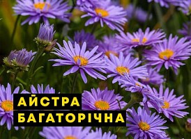 Айстри багаторічні: посадка та догляд - корисні статті про садівництво від Agro-Market